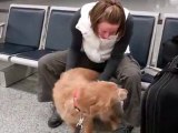 lovely dog greets owner after being away in afghanistan