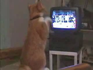 le chat qui boxe