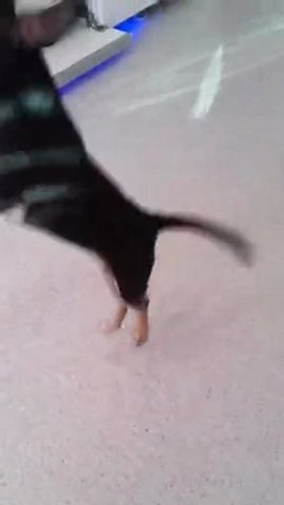 Chihuahua