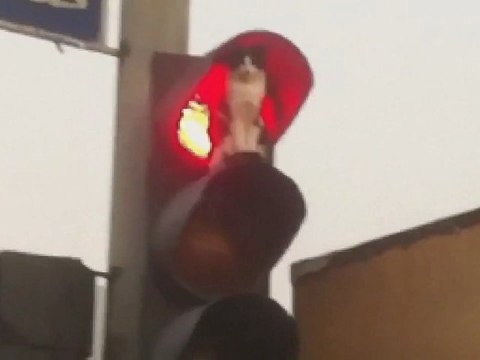 Un chat au feu rouge