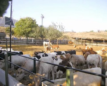 mutlular-et-kurbanlık-hayvancılık-pirinç-reklamı-türkiyemtv-kesifpogramı