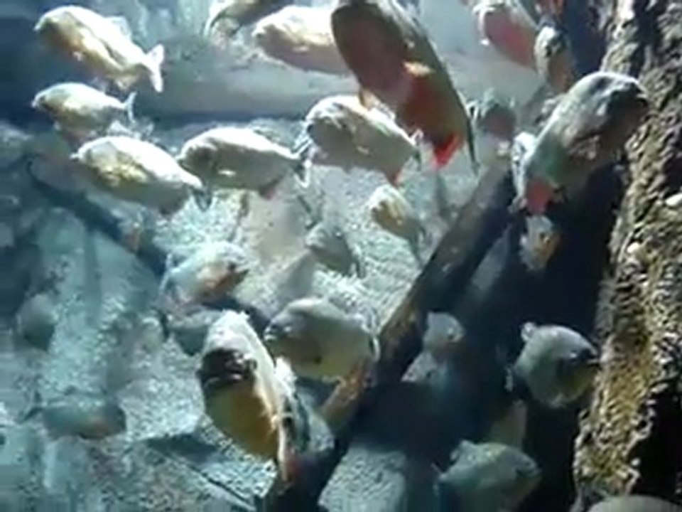 GEORGİA AQUARİUM 2