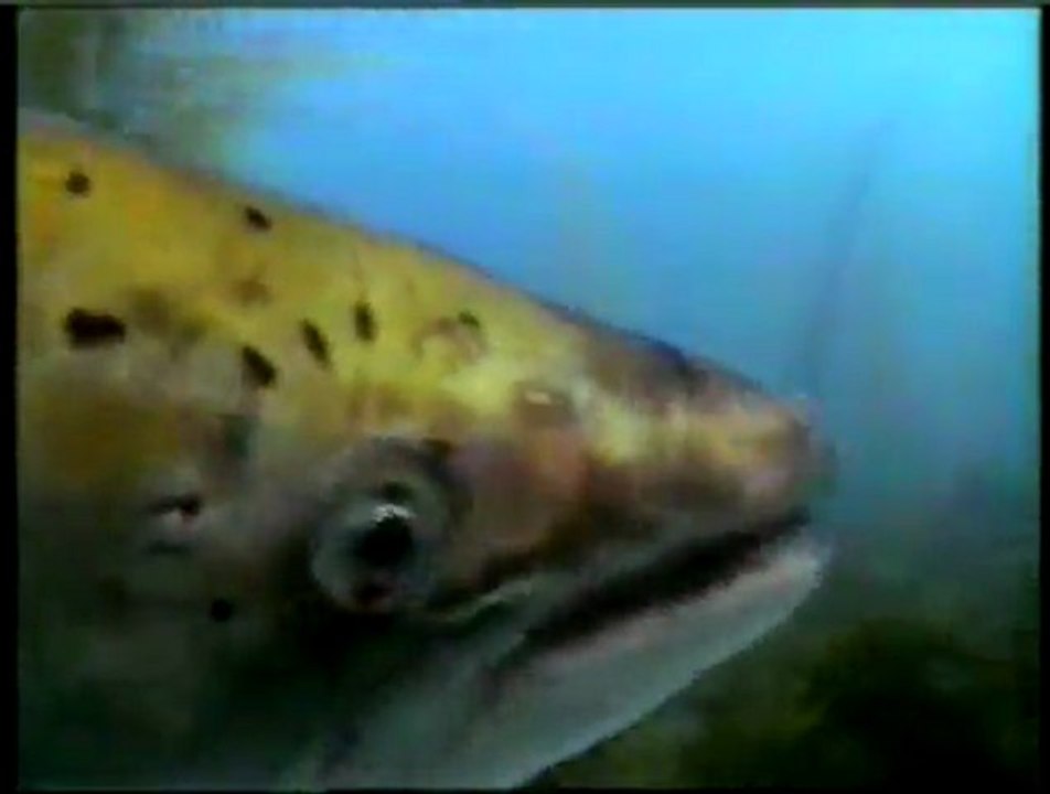 Harun Yahya TV - The sense of smell in animals