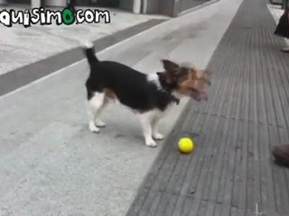 NAQUISIMO.COM - Perro Forever alone