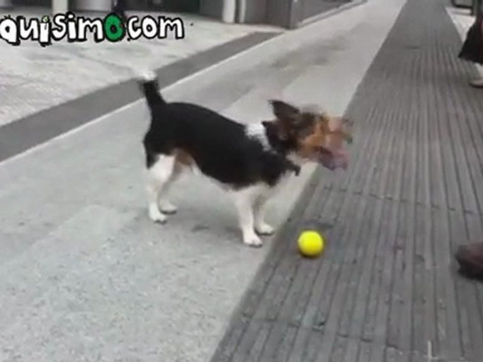 NAQUISIMO.COM - Perro Forever alone