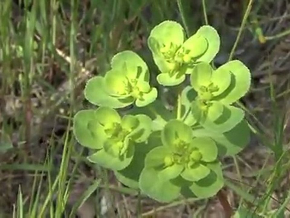 2010 - Faune et flore-1