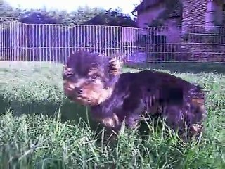 GUERLAIN 22 Oct 2011