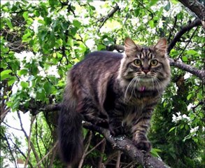 şenko'nun kanatları 2. bölüm arkası yarın Miyase Sertbarut
