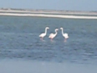 Séjour Leucate sept - oct  2011 045.AVI