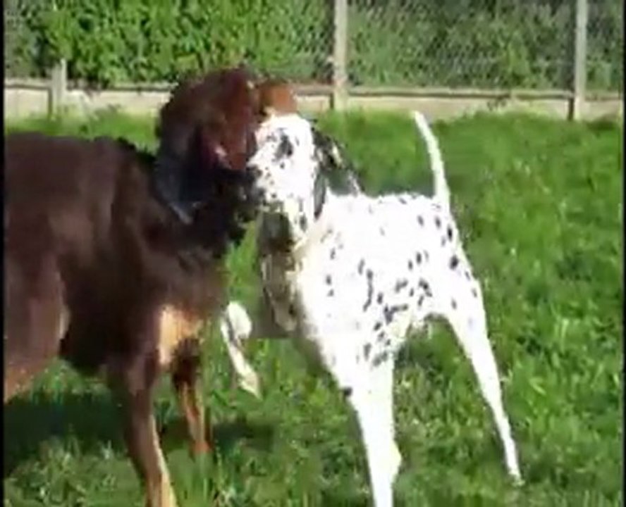 Tyson et Saxo ( refuge SPA d'Etalondes )