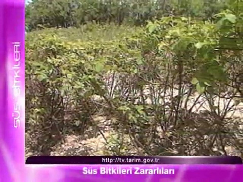 süs bitkilerinin zararlıları