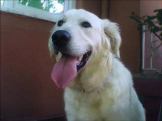 Pasha Golden Retrıever Turkısh