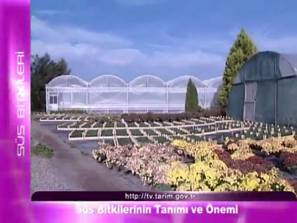süs bitkilerinin tanimi ve önemi