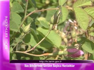 süs bitkilerinde gorulen baslica hastaliklar