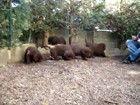 chiots bonny élevage de VALOYAN TERRE NEUVE MARRON BRONZE 23.10.2011