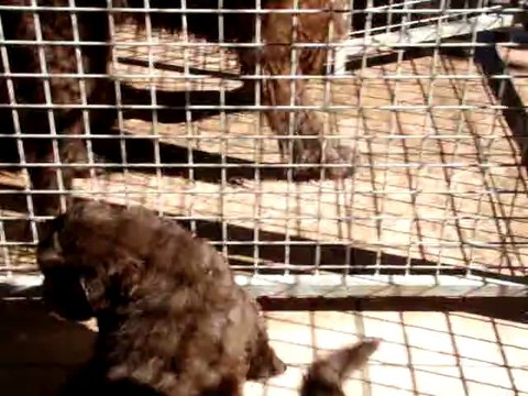 chiots bonny élevage de VALOYAN TERRE NEUVE MARRON BRONZE 23.10.2011