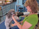 Blow Drying Your Dog's Hair at Home