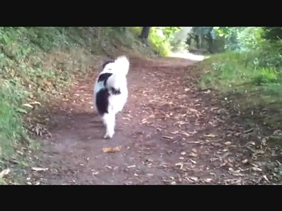 Promenade d'une Landseer