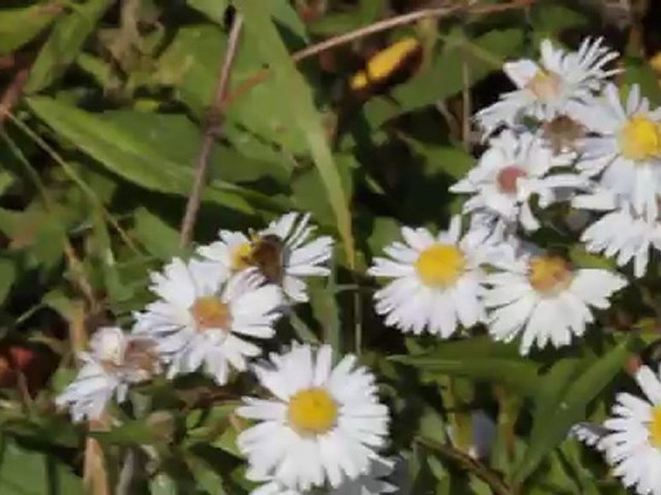 une abeille en butinage en octobre 2011
