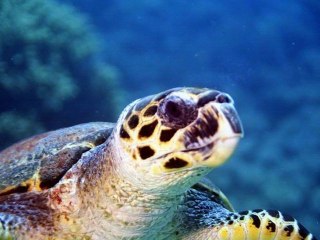 Shadow Of The Colossus 9/ Tortu(re)