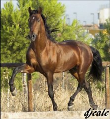 dj cale los jerezanos 2011