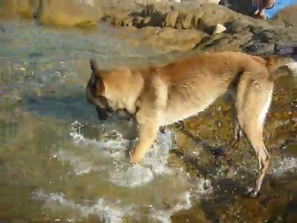 Août 2011 corse - Dodge à la mer