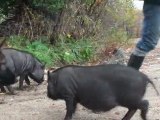 HDV petits cochons de retour, Edited