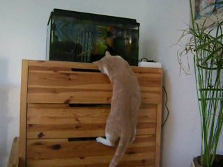 chat rode en tiroirs