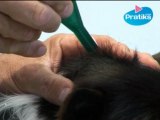 Conseils véto - Comment appliquer le traitement anti puces à son chien ?