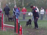 Taiga- Epagneul breton - concours agility Montigny - 23/10/2011