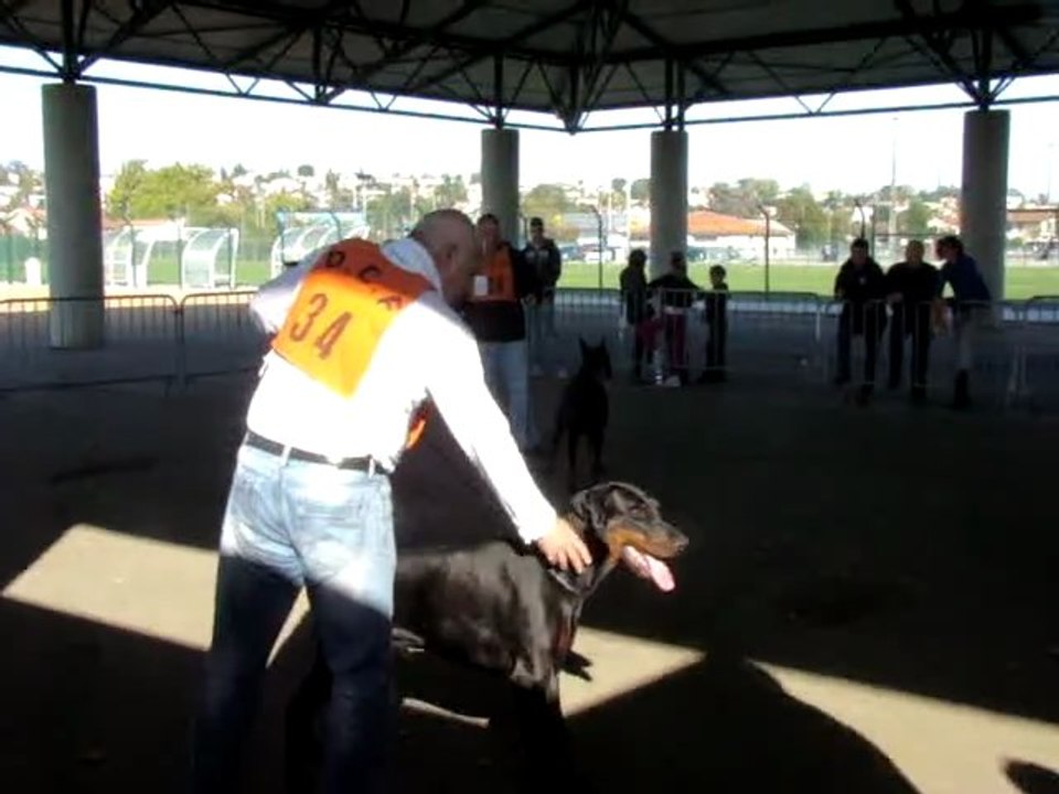 REGIONALE D'ELEVAGE DOBERMANNS PYRENEES 23/10/2011 . B'ATHOS DE FASSANO MEILLEUR MALE DE L'EXPOSITON
