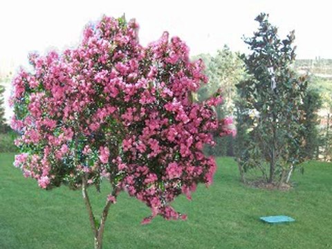 C-SİTESİ-7/24 GÜVENLİKLİ-YÜZME HAVUZLU-MARKA SİTEDE