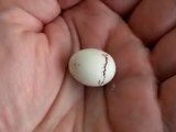 Yumurtadan Çıkış :))