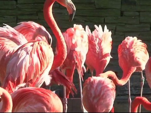 Évolution des espèces et biodiversité, Muséum national d'Histoire naturelle, itv de Robert Barbault Directeur du département Écologie et Gestion de la biodiversité