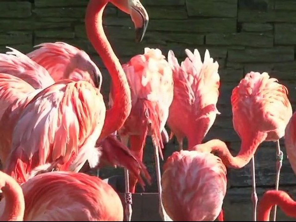 Évolution des espèces et biodiversité, Muséum national d'Histoire naturelle, itv de Robert Barbault Directeur du département Écologie et Gestion de la biodiversité