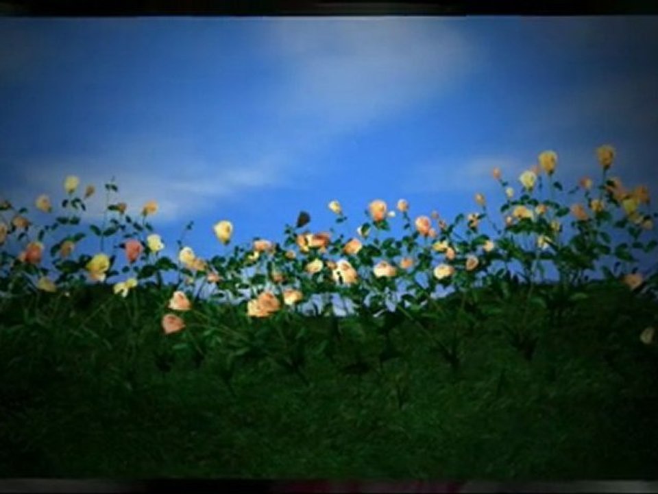 Bulk Rose Petals, Rose Petals, Fresh Rose Petals