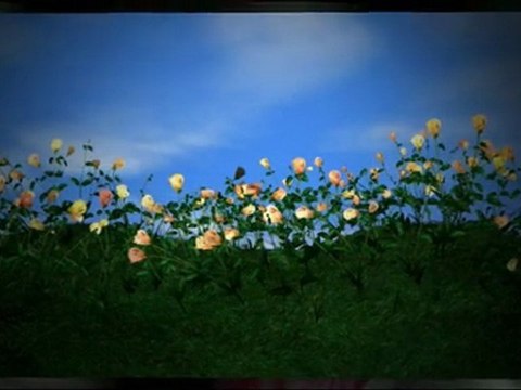 Bulk Rose Petals, Rose Petals, Fresh Rose Petals