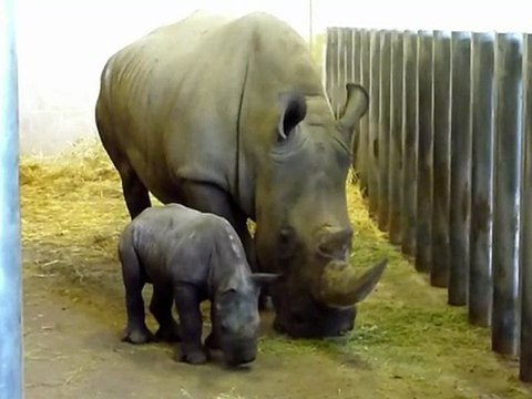Un bébé rhinocéros blanc est né au zoo de Beauval