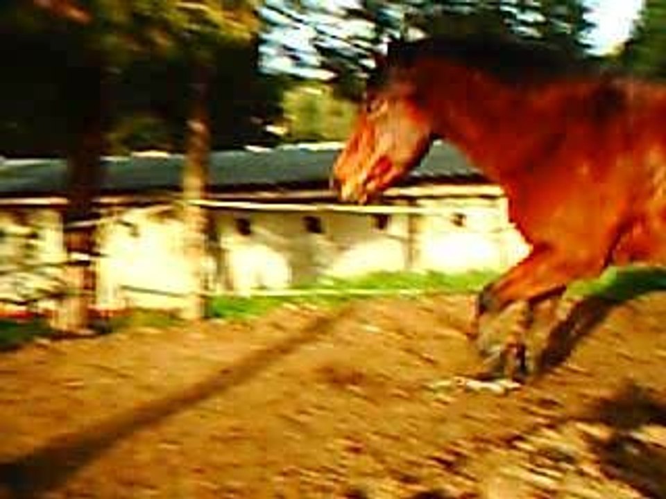 Kiwi attaque