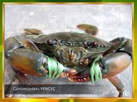 Yaşayan fosiller evrimi yalanlıyor 1 (Harun Yahya)