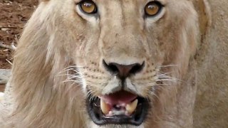 Kenya - Septembre 2011 - Les Lions