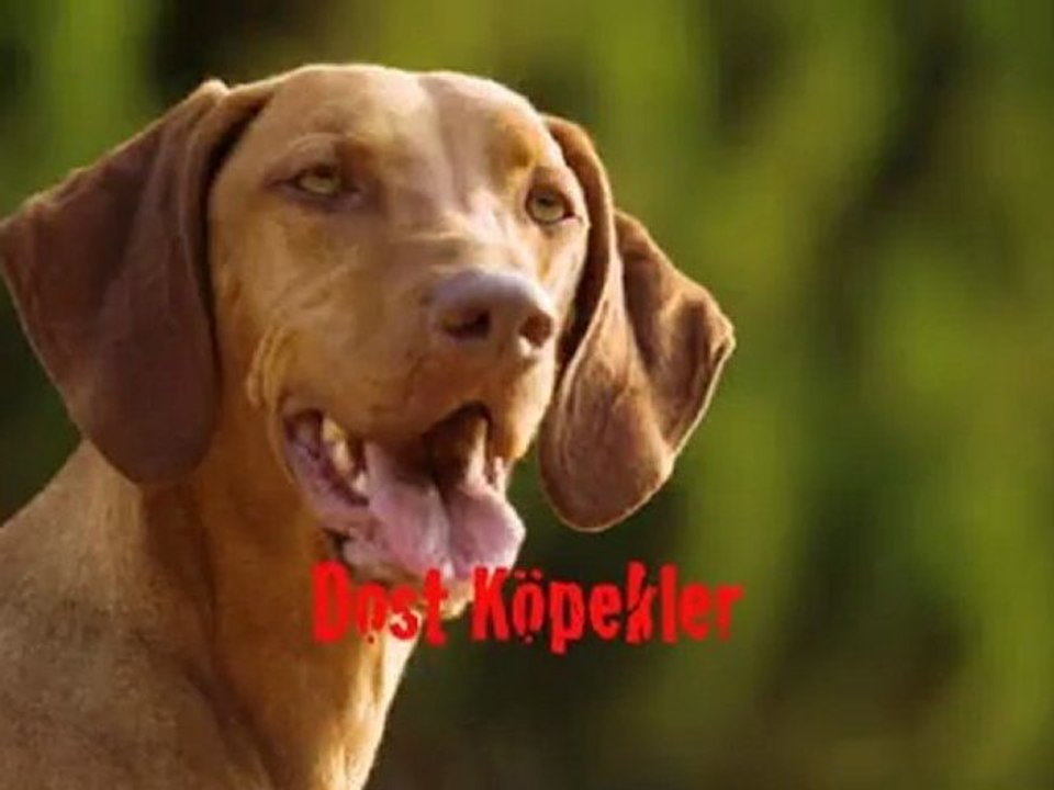 Dost Köpekler