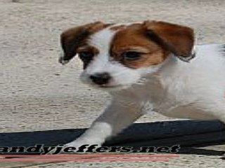 Randy Jeffers - Little Puppy with Disability