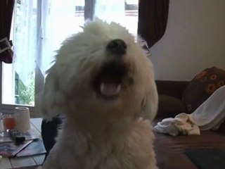 Bref- Parodie de Canal - Mon chien se fou de moi