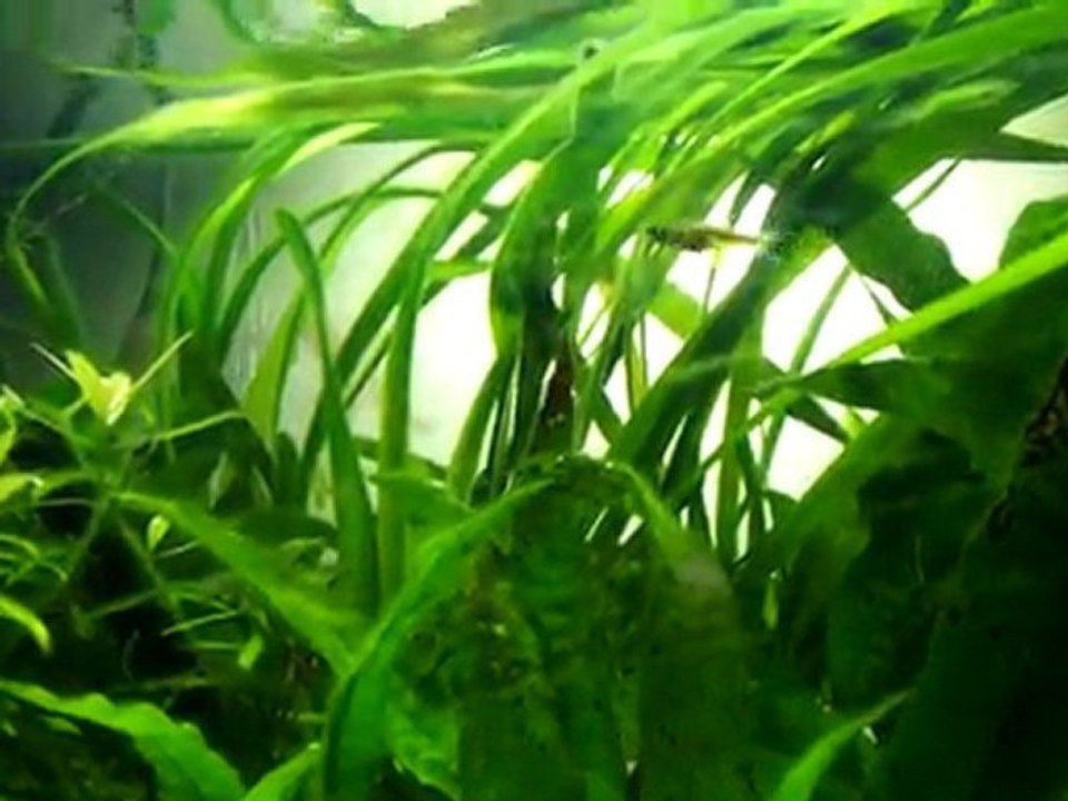 microdevario kubotai - 110 litres