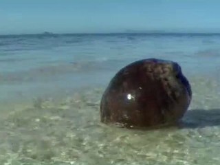 Monark kelebeklerinin hayranlık uyandırıcı göçleri  (Harun Yahya)