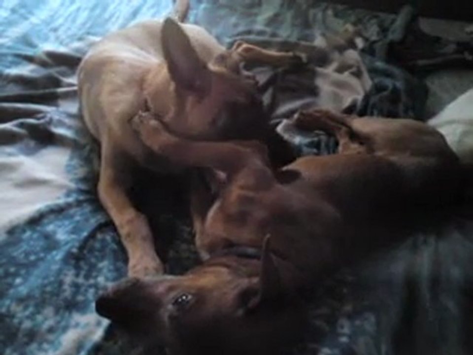 Petit moment de tendresse entre Gala et Lucky