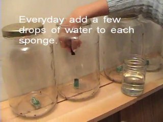 Is Popular Deodorant Ant Poison Part 2