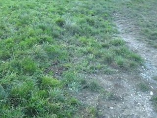 Le chien rentre les vaches