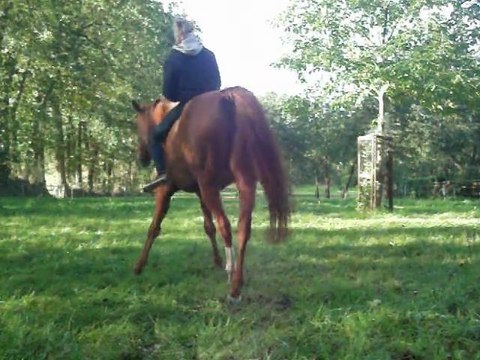 Cession à la jambe en cordelette , éthologie